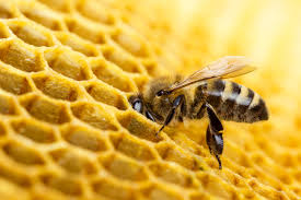 Bee in Hive